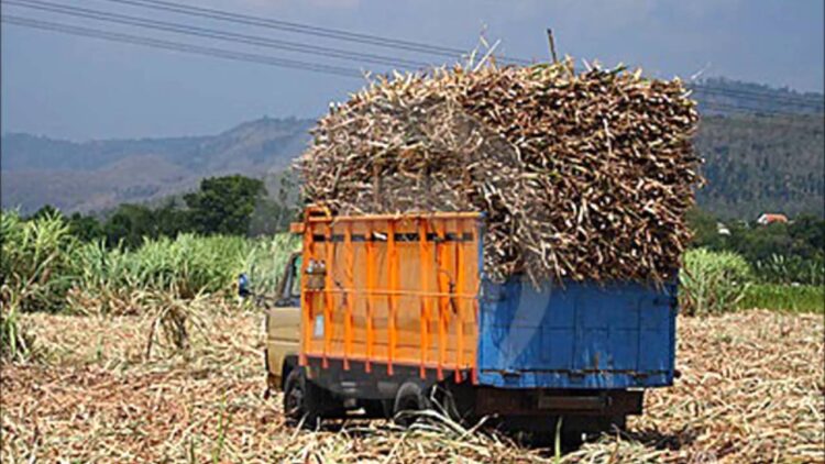 Ingenio de Xicoténcatl apoyará a cañeros a derivar producción a otros
