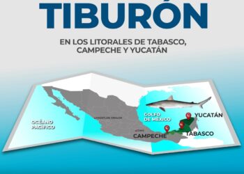 Se levanta veda de tiburón en los litorales de Tabasco, Campeche y Yucatán