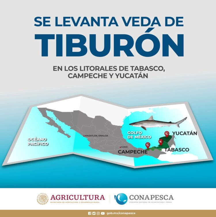 Se levanta veda de tiburón en los litorales de Tabasco, Campeche y Yucatán