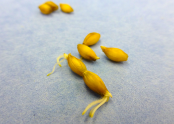 Desarrolla INIFAP cebada para producir whisky mexicano 100% de malta 