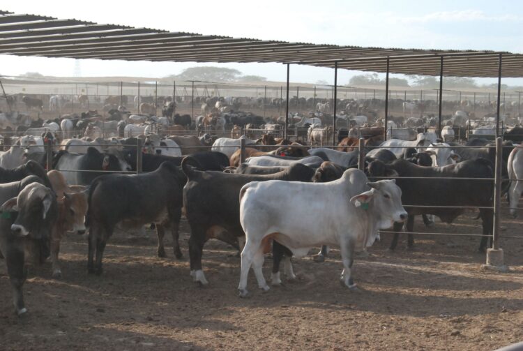 Creció 6% exportación mexicana de ganado bovino a Estados Unidos