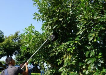 Declaran regiones de Michoacán, Estado de México y Guerrero  libres de plagas del aguacatero