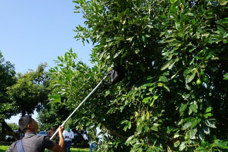 Declaran regiones de Michoacán, Estado de México y Guerrero  libres de plagas del aguacatero