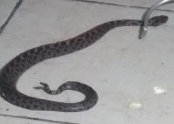  Víbora de cascabel muerde a paciente en Hospital 