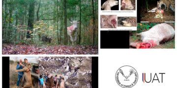 Colabora UAT en proyectos para proteger grandes felinos y osos