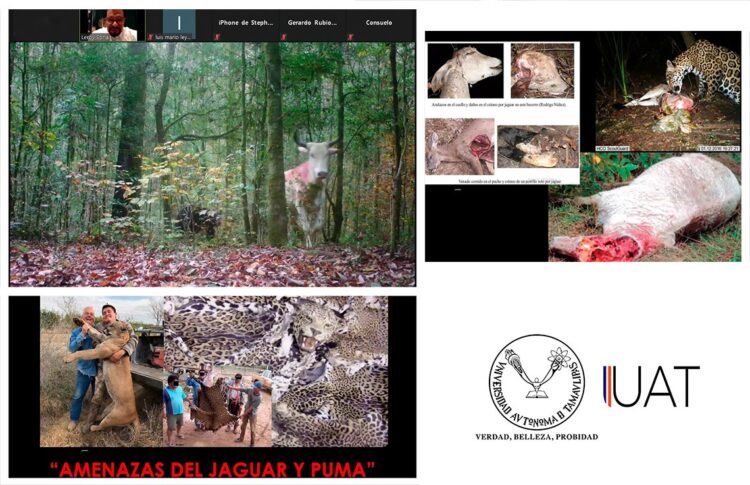 Colabora UAT en proyectos para proteger grandes felinos y osos