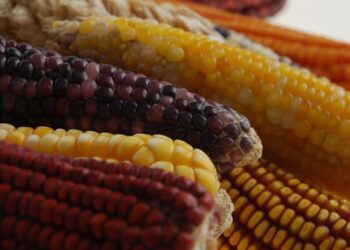 Buscan variedades de maíz, con mayor resistencia al clima, plagas y enfermedades