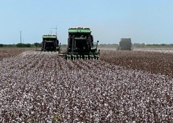 Prevén cosechar 42 mil pacas de algodón en norte de Tamaulipas