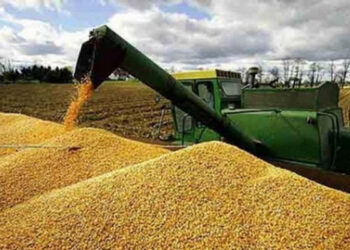 Cerrará 5 de septiembre ventanilla para programa de maíz en Tamaulipas: Sagalmex