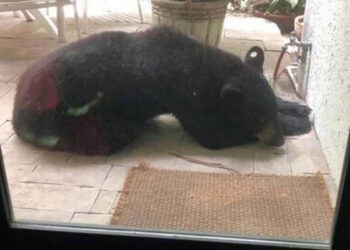 Renuncia veterinario que autorizó castrar a ‘oso amigable’ de Chipinque