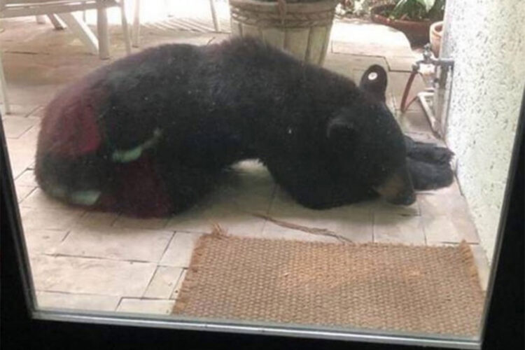 Renuncia veterinario que autorizó castrar a ‘oso amigable’ de Chipinque