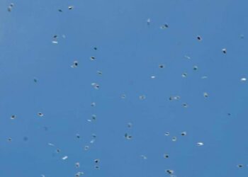 ‘Llueven’ bolsitas de mariguana en Israel a manera de protesta