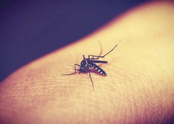 Reinfecciones de dengue se presentan en forma más grave