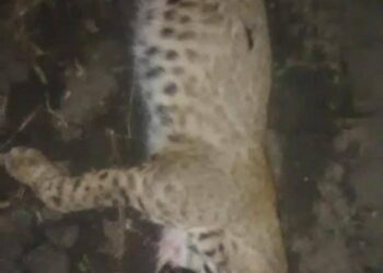 Mueren atropellados gato montés y puma