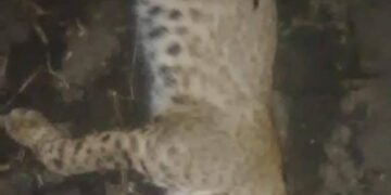 Mueren atropellados gato montés y puma