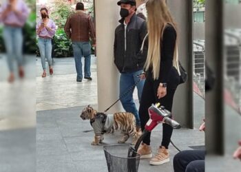 Mujer pasea con cachorro de tigre en Centro Comercial Antara de la CDM