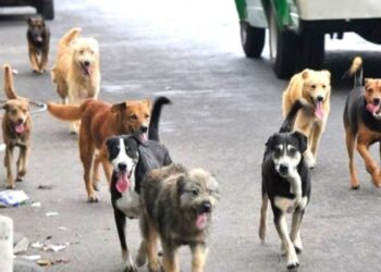 Van en Nuevo León contra sacrificio de perros y gatos