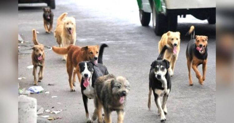 Van en Nuevo León contra sacrificio de perros y gatos