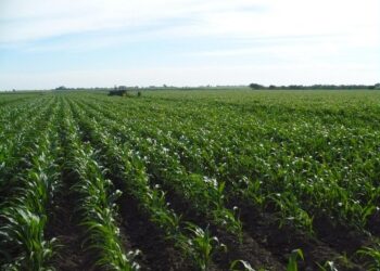 Rechazan 18 organizaciones raquítico presupuesto al campo; urgen a Diputados rescatar agro