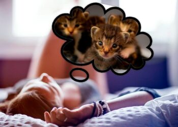 Dato Interesante ¿Por qué no recordamos los sueños?