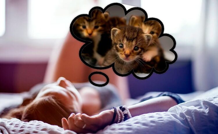 Dato Interesante ¿Por qué no recordamos los sueños?