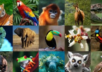 Hoy es el Día Mundial de los Animales