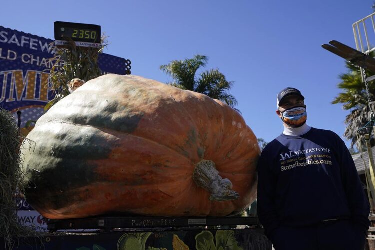 Calabaza de mil 066 kilos gana concurso en California