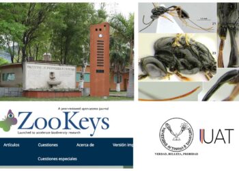Descubren nueva especie de avispa mexicana y la nombran “Covida”