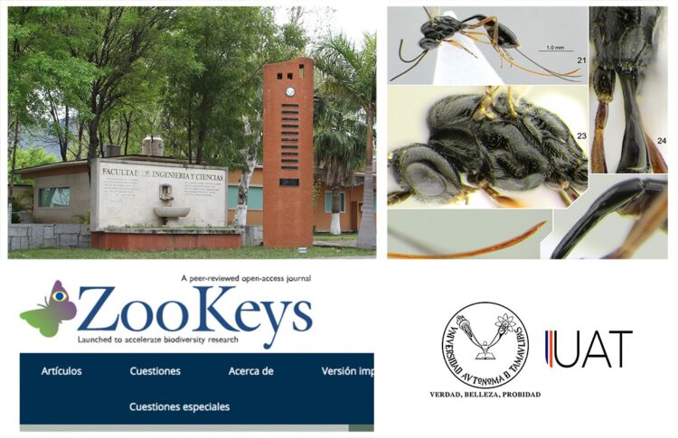 Descubren nueva especie de avispa mexicana y la nombran “Covida”