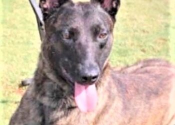 Investigan muerte del oficial Turbo, del Escuadrón Antibombas