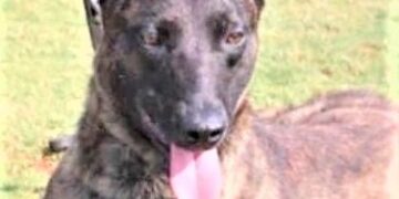 Investigan muerte del oficial Turbo, del Escuadrón Antibombas