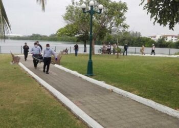 Cocodrilo mata a bañista en laguna de Tampico