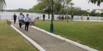 Cocodrilo mata a bañista en laguna de Tampico