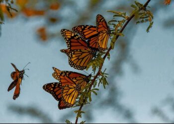 Recomiendan respetar los límites de velocidad para protección de la Mariposa Monarca
