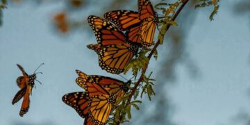 Recomiendan respetar los límites de velocidad para protección de la Mariposa Monarca