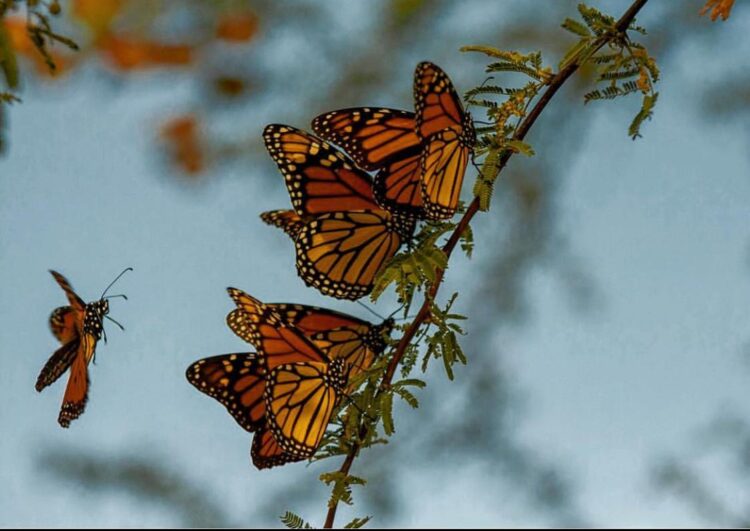 Recomiendan respetar los límites de velocidad para protección de la Mariposa Monarca