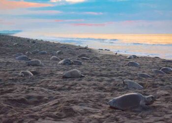Espectacular arribazón de tortugas Golfinas a costas de  Oaxaca