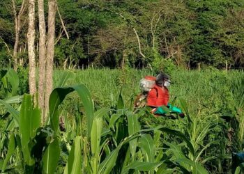 Acuerdan México, EU y Canadá fortalecer regulación en uso de plaguicidas