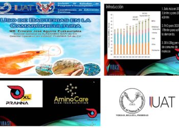 Proponen investigadores probióticos para control de enfermedades en camarones.