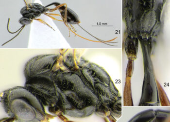 Descubren nueva especie de avispa mexicana y la nombran “Covida”