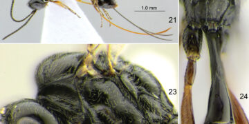 Descubren nueva especie de avispa mexicana y la nombran “Covida”