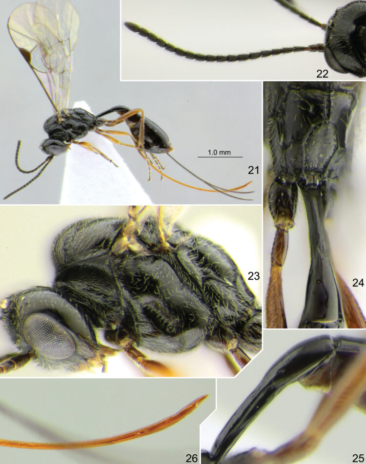 Descubren nueva especie de avispa mexicana y la nombran “Covida”