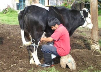 Exigen productores de leche terminar comercio de producto adulterado