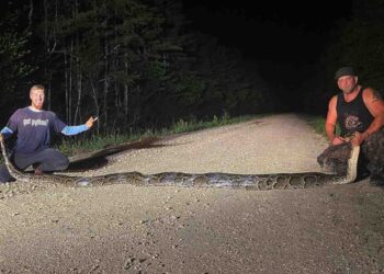 Capturan pitón birmana de casi seis metros, la más grande vista en Florida