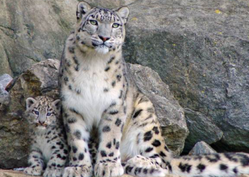Hoy es el Día Internacional del Leopardo de las Nieves