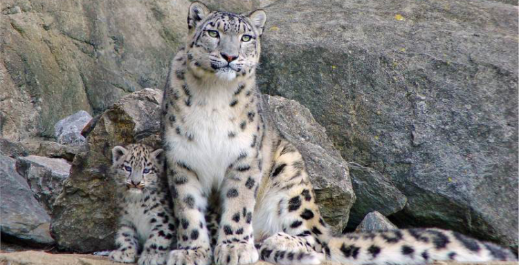 Hoy es el Día Internacional del Leopardo de las Nieves