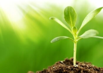 Dato Interesante ¿Por qué las plantas son verdes?