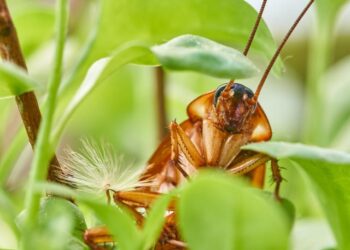 ¿Por qué las cucarachas sobrevivirían a un ataque nuclear?
