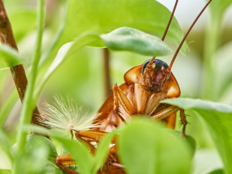 ¿Por qué las cucarachas sobrevivirían a un ataque nuclear?