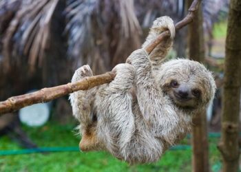 Hoy es el Día Internacional del Perezoso